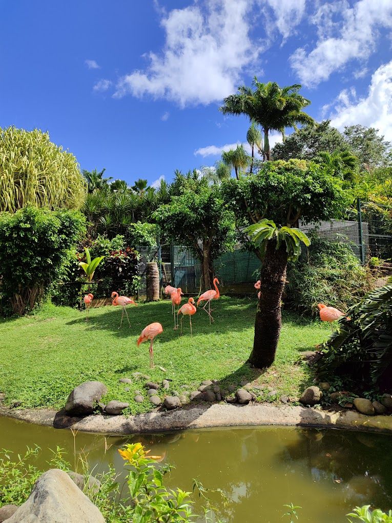 flamingo-2