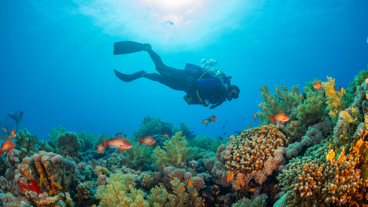 Plongée sous marine - Guadeloupe