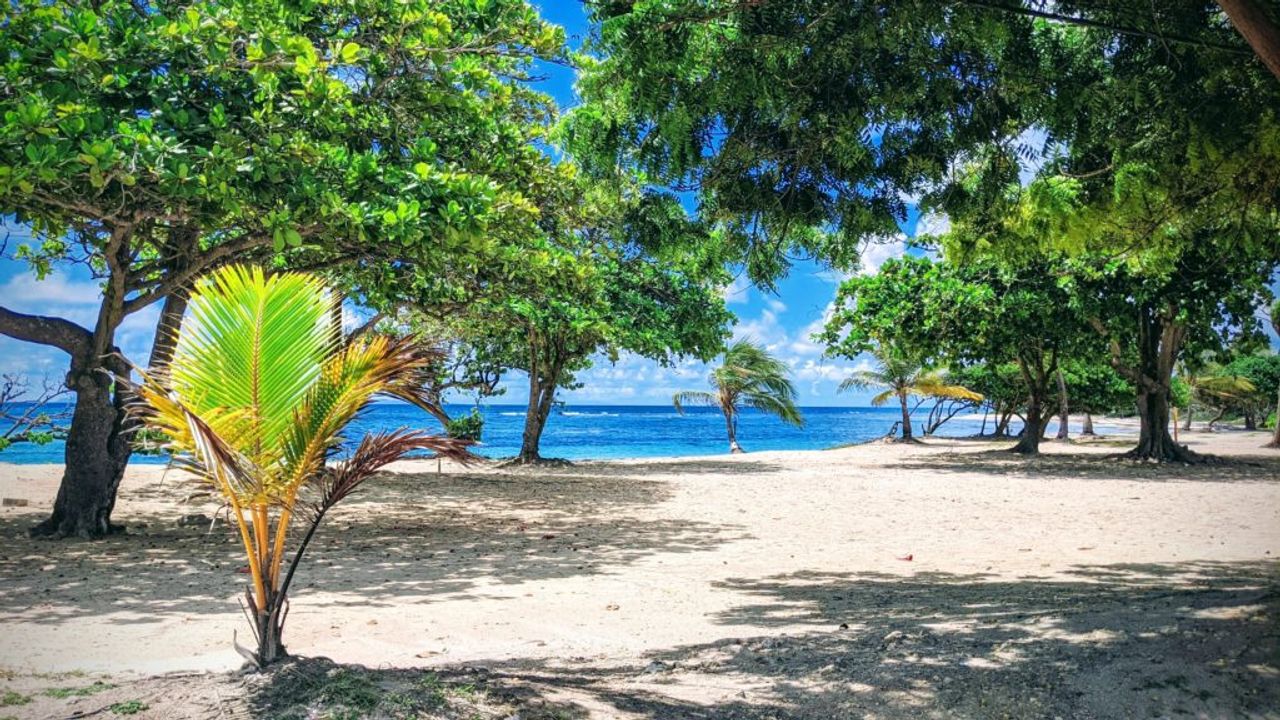 Raisins Clairs beach in Saint-François, Guadeloupe