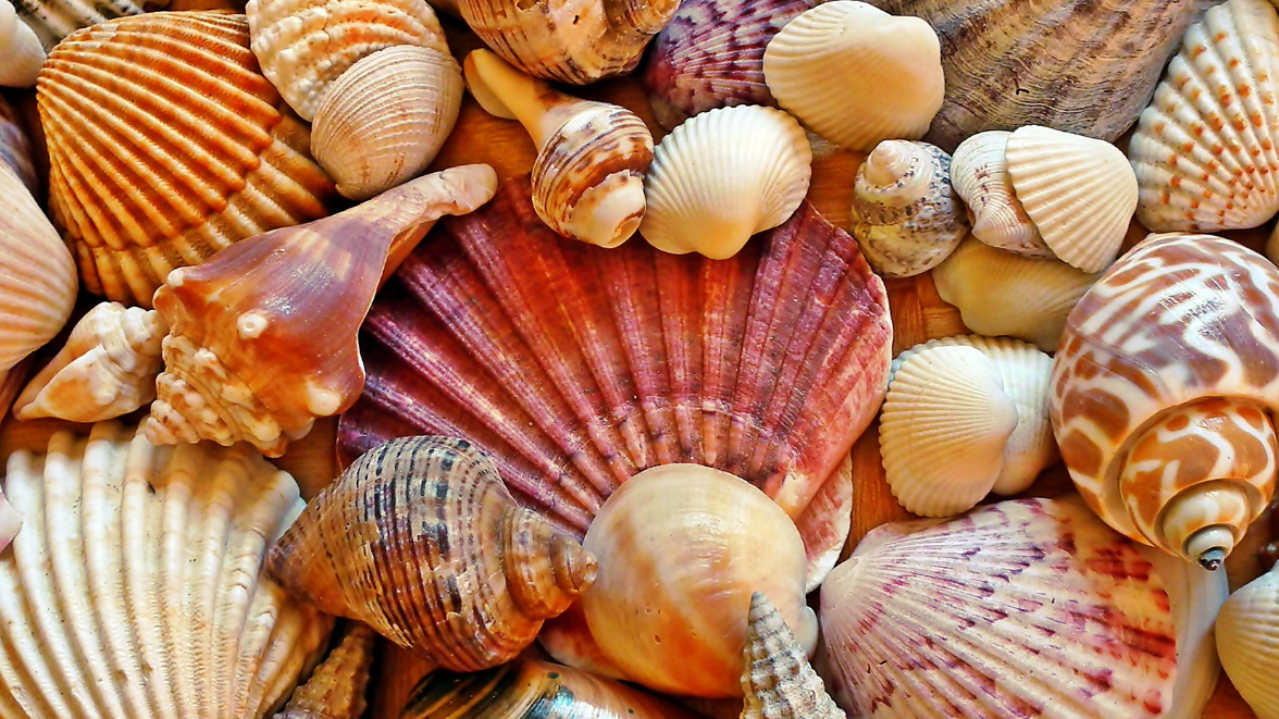 Top 10 coquillages Guadeloupe