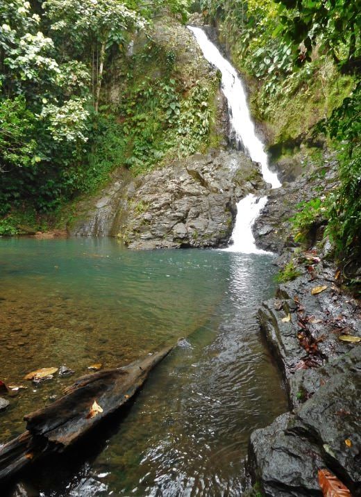 Goyave en Guadeloupe
