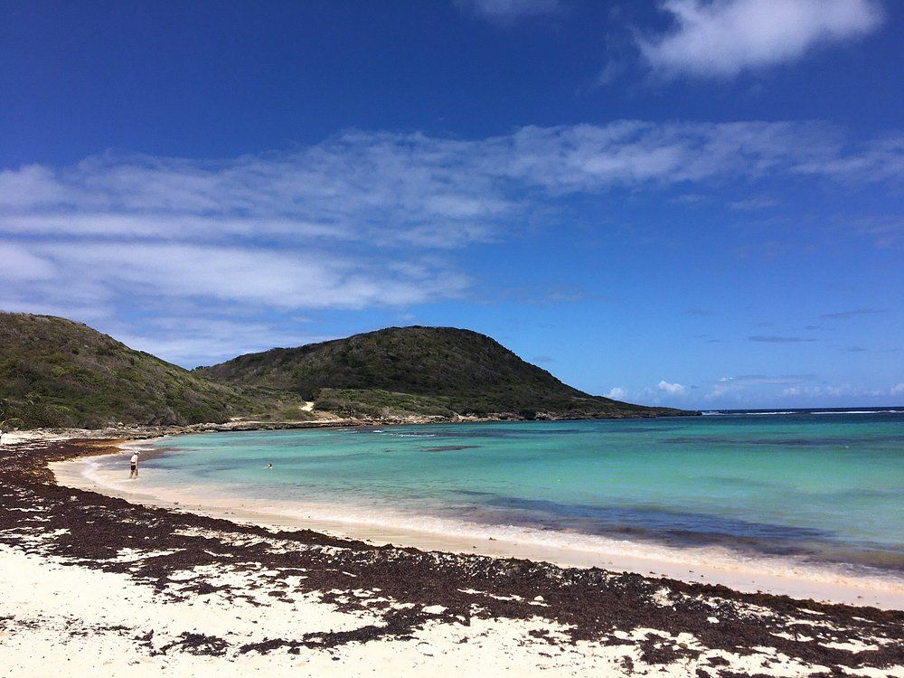 sargasses en guadeloupe