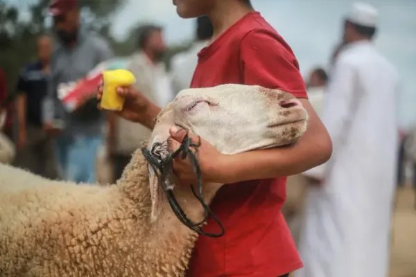 أضحية العيد
