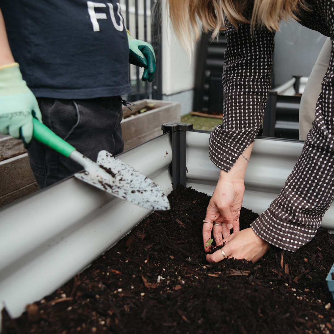 Gardening Tips Growing Kiwi Gardens