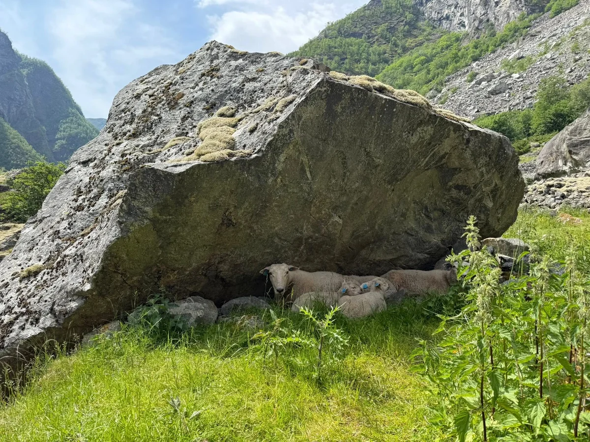 Sauer i Aurlandsadalen