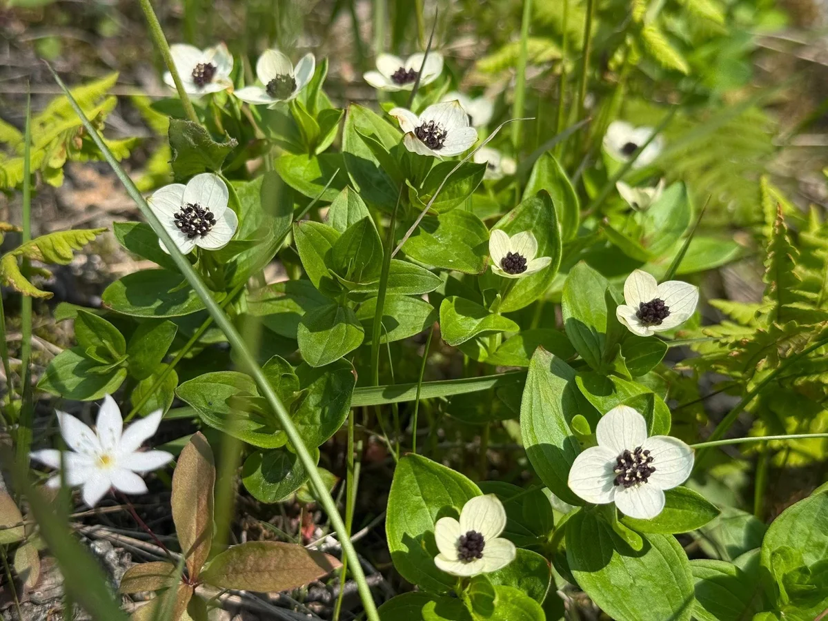 Blomster i Aurlandsdalen
