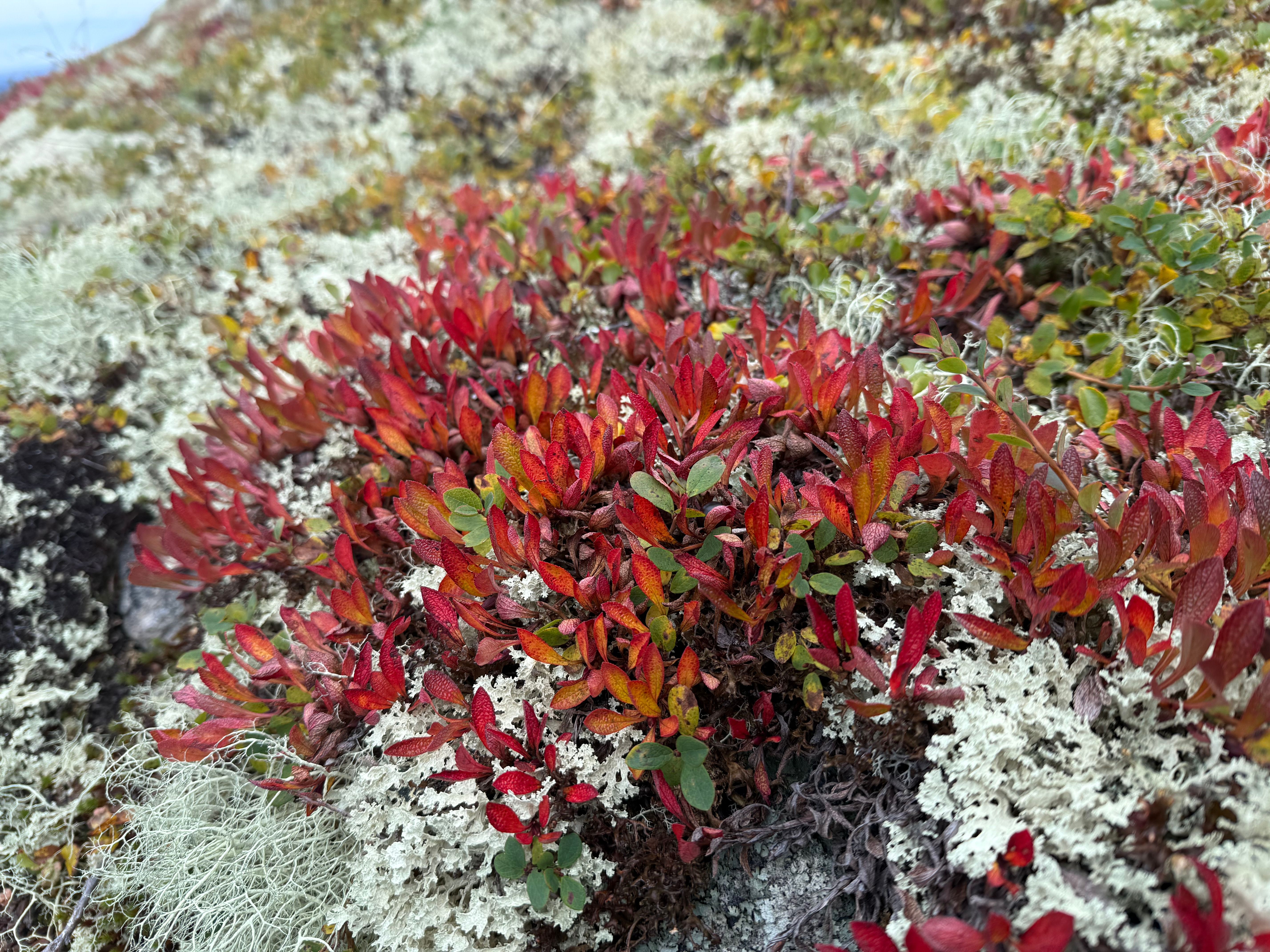 Høsten er magisk på fjellet