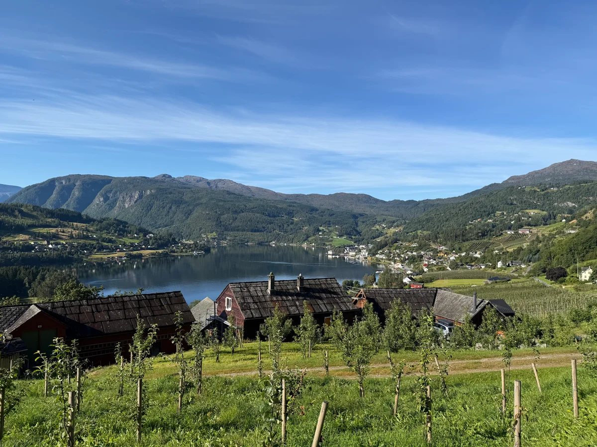 Utsikt fra Ulvik Frukt & Cideri