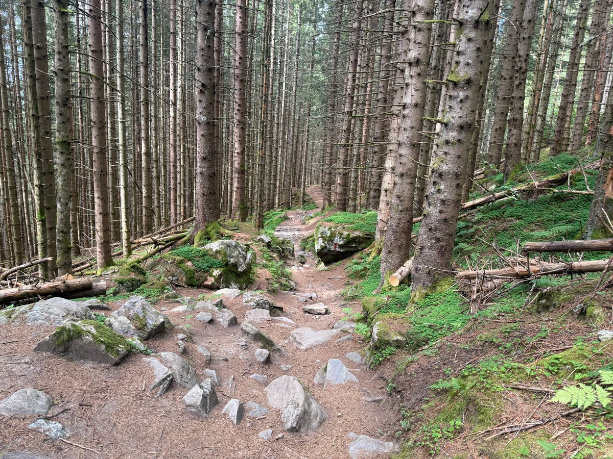 Mot slutten gikk vi gjennom gammel skog.