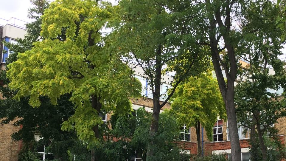Queen Mary University of London, Mile End campus