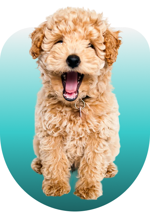 Our Professional Services