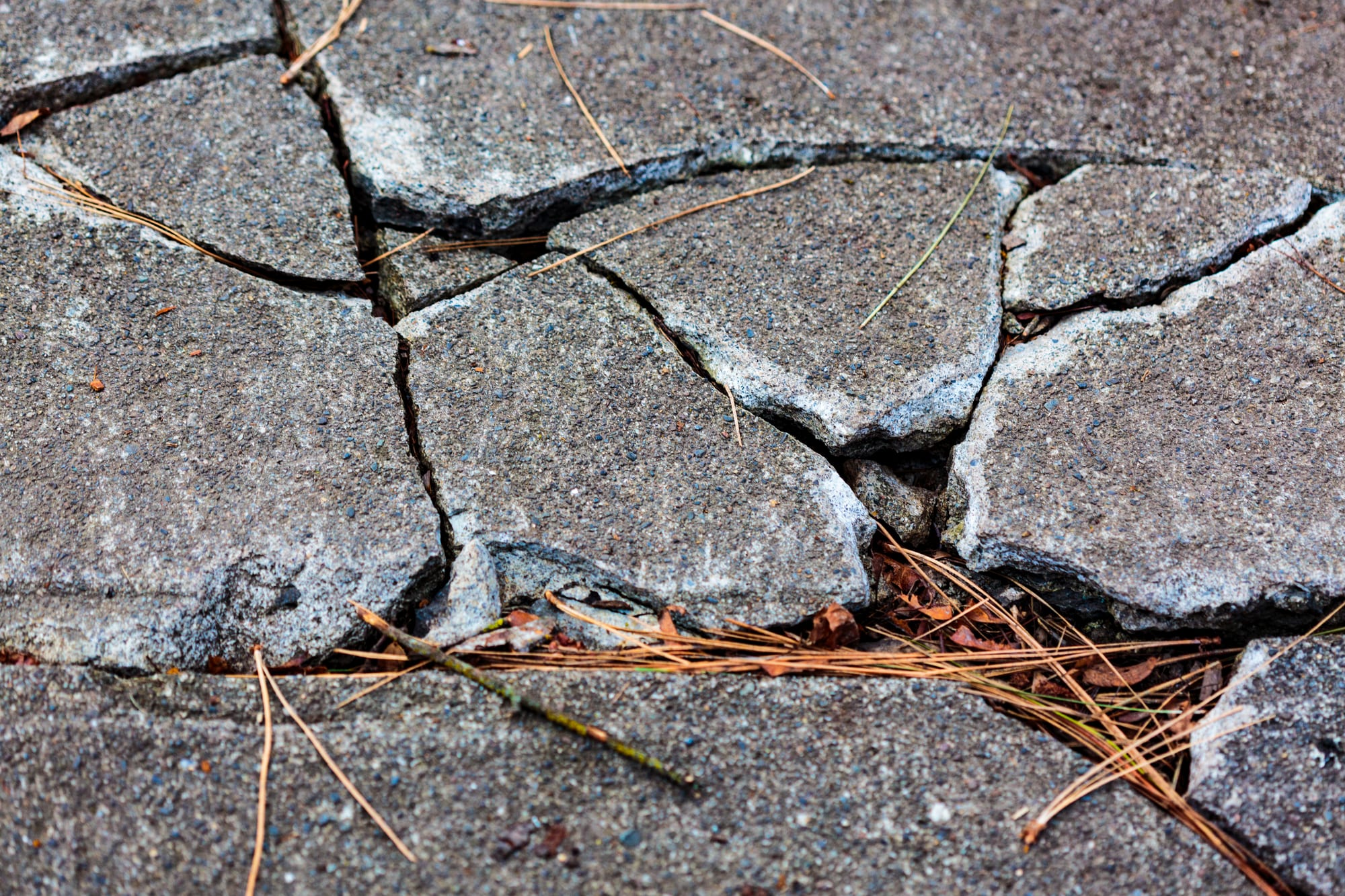 Close-up of a concrete slab broken and heaved into tilted plates with open gaps between them, pine needles and fallen leaves caught in the cracks, an intact panel alongside