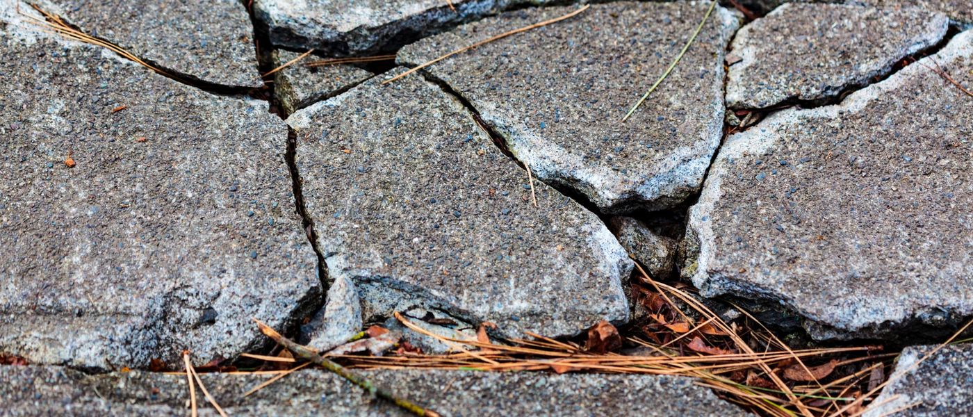 Close-up of a concrete slab broken and heaved into tilted plates with open gaps between them, pine needles and fallen leaves caught in the cracks, an intact panel alongside