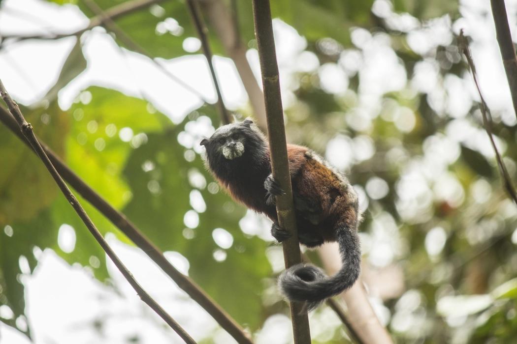 Voluntarios trabajando en la reserva Waska Amazonía