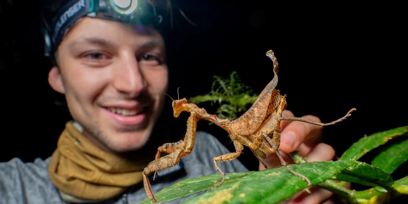 Acanthopidae - Waska Amazonia