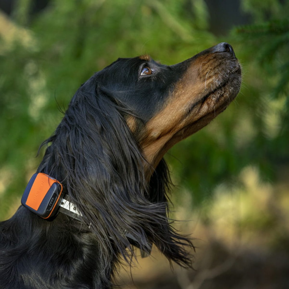 Picture of a dog