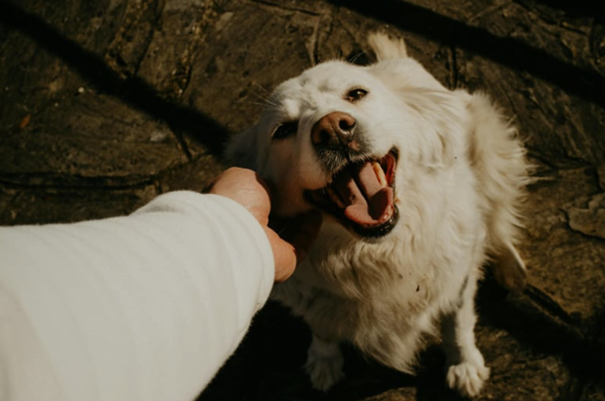 Choose climate-friendly pet food