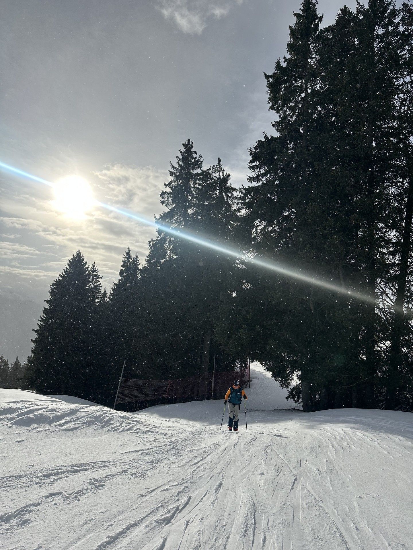 Skiier on a sunlit snowy slope with pine trees rising in the background.