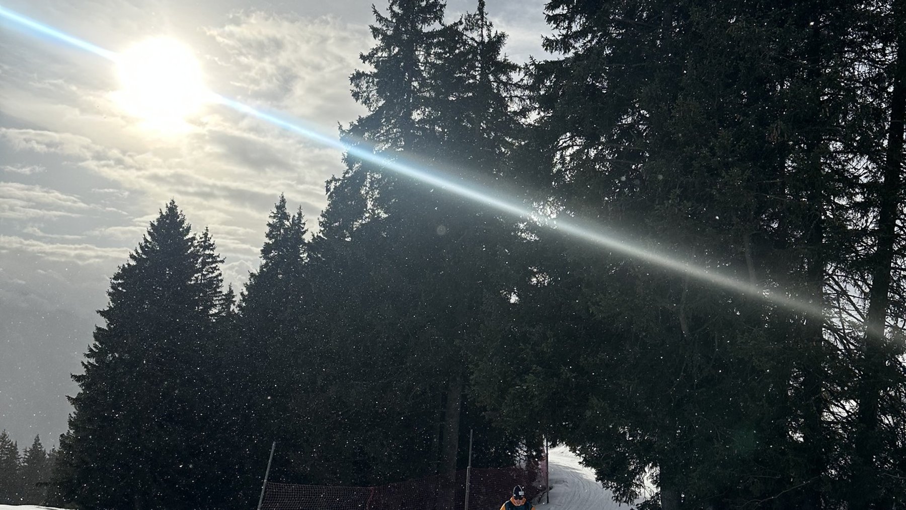 Skiier on a sunlit snowy slope with pine trees rising in the background.