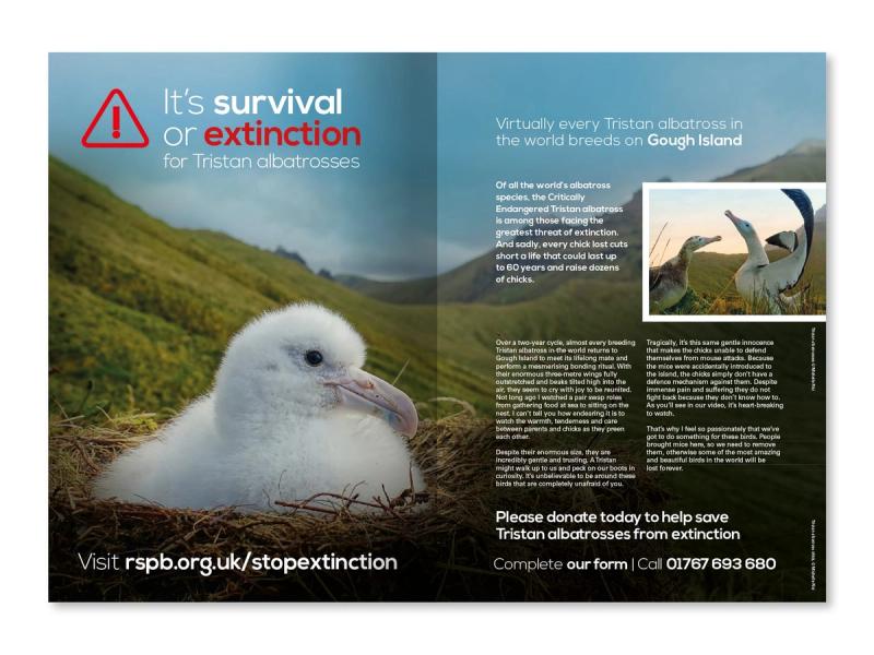RSPB Gough Island appeal brochure inner spread mockup with an Albatross chick on the left with the caption "It's survival or extinction for the Tristan Albatross".