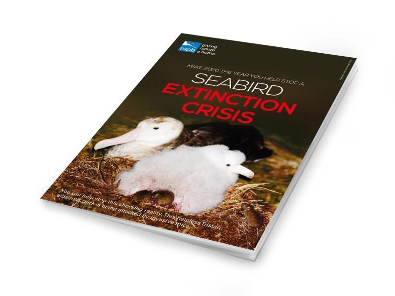 RSPB Gough Island appeal brochure cover mockup with an Albatross pair of chicks with the caption "Seabird Extinction Crisis".