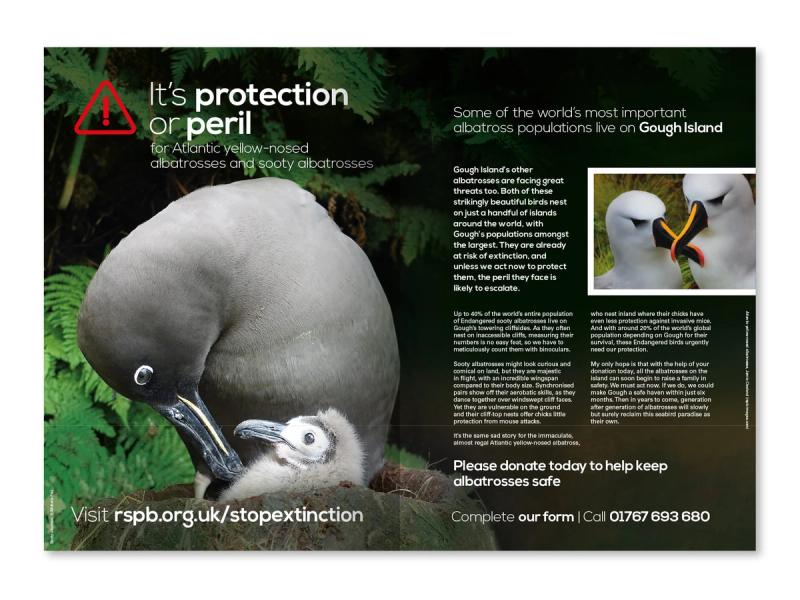 RSPB Gough Island appeal brochure inner spread showing an Albatross parent and chick on the left with the caption "It's protection or peril for the Atlantic yellow-nosed Albatrosses and sooty Albatrosses".