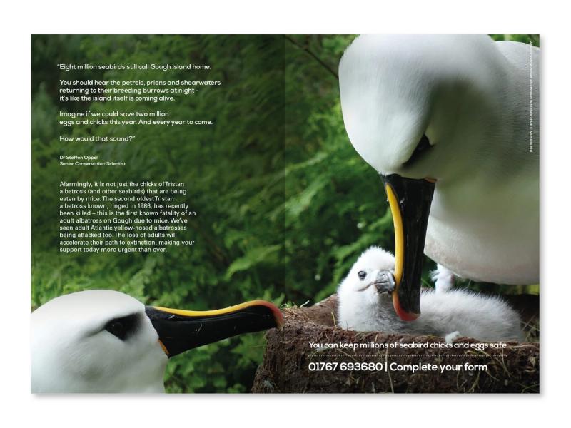 RSPB Gough Island appeal brochure inner spread with an Albatross pair nursing an Albatross chick in a nest with surrounding campaign text.