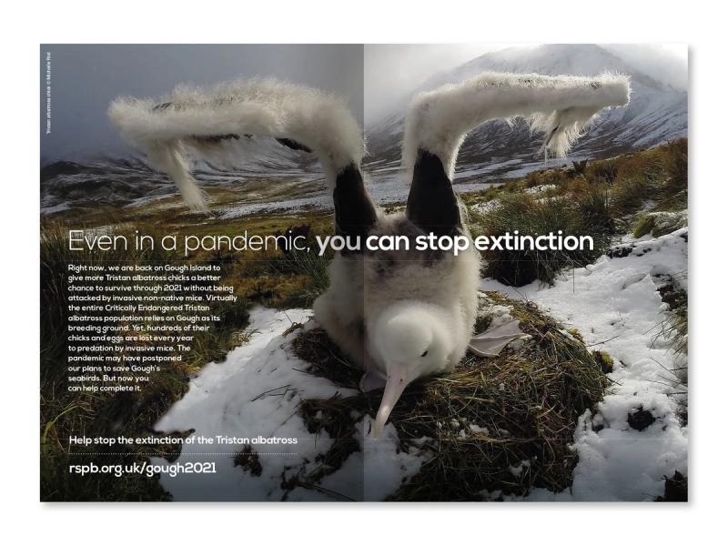 RSPB Gough Island appeal brochure inner spread with a young Albatross attempting to fly with the caption "Even in a pandemic. you can stop extinction".
