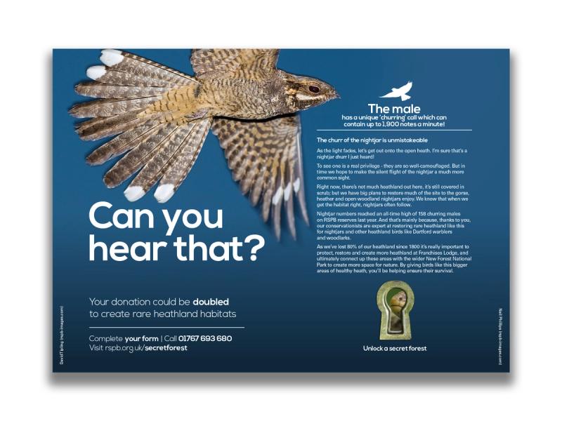 RSPB Secret Forest campaign leaflet inner spread with an image of a bird of prey flying in blue sky with the caption "Can you hear that?".