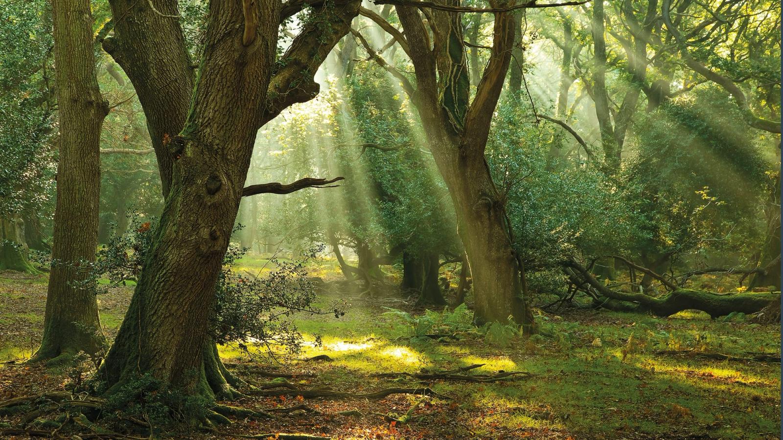 Trees obscuring a mysterious path in shrouded light with shafts of sunlight piercing through to the forest floor