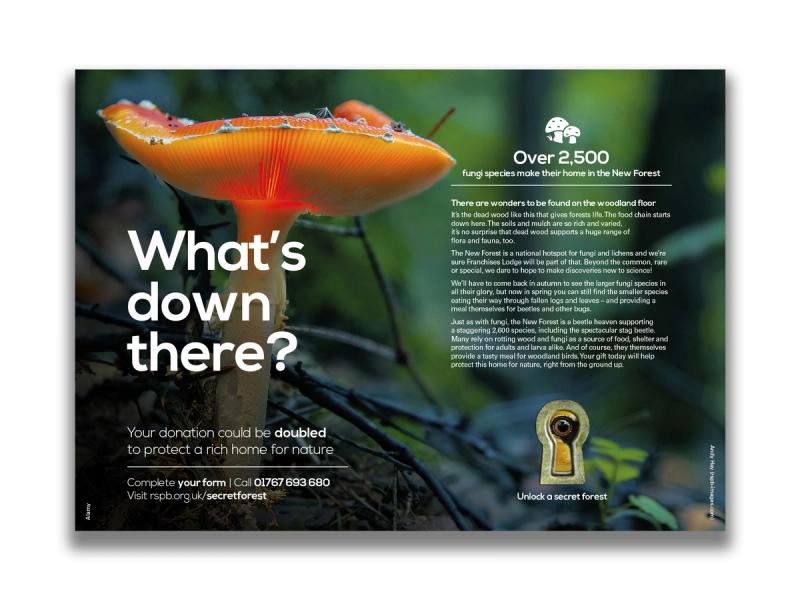 RSPB Secret Forest campaign leaflet inner spread with a bright orange mushroom image with the caption "What's down there?".