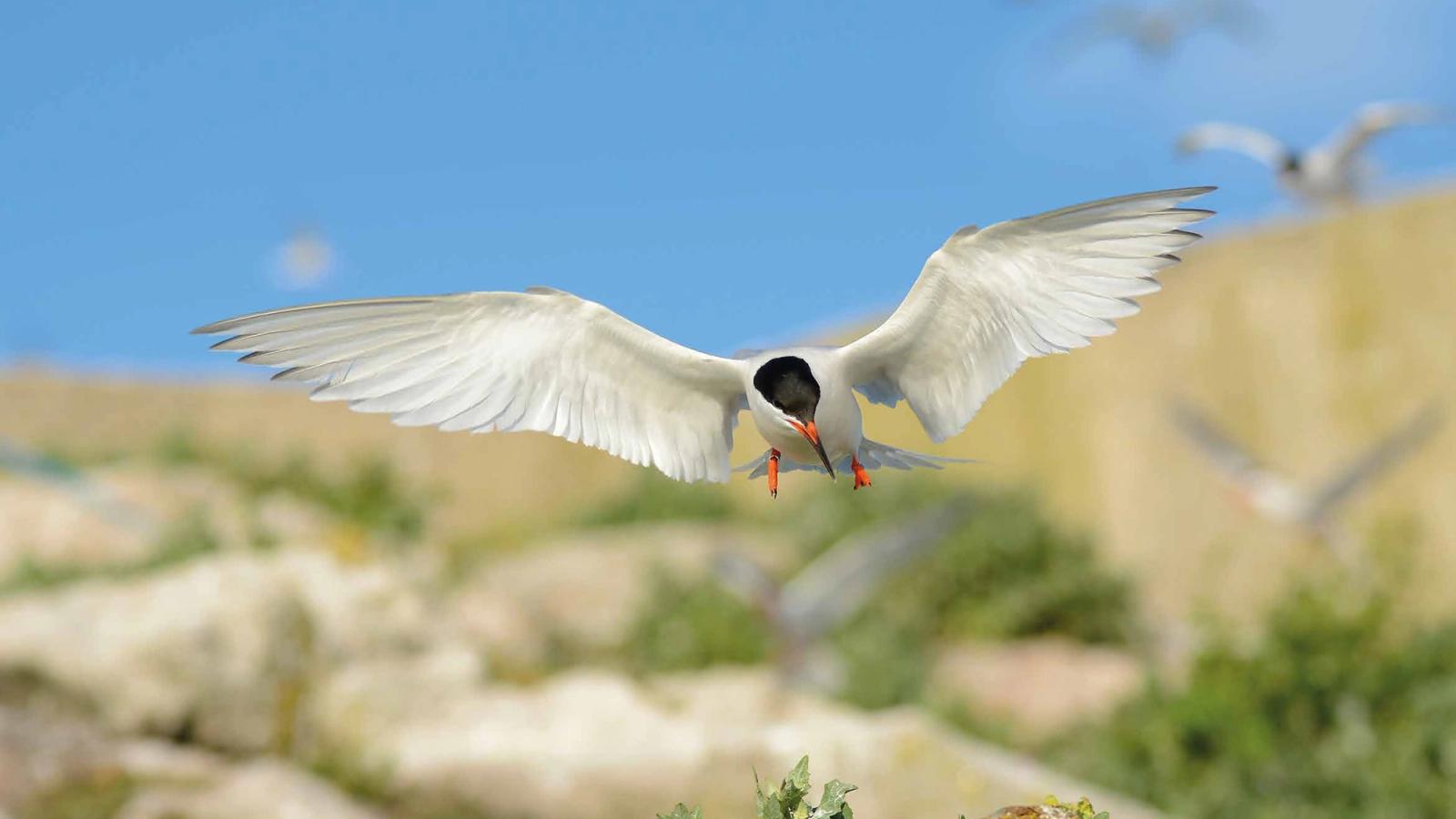 A Royal Tern in flight with wings at full stretch on a clear and sunny day with a blue sjy