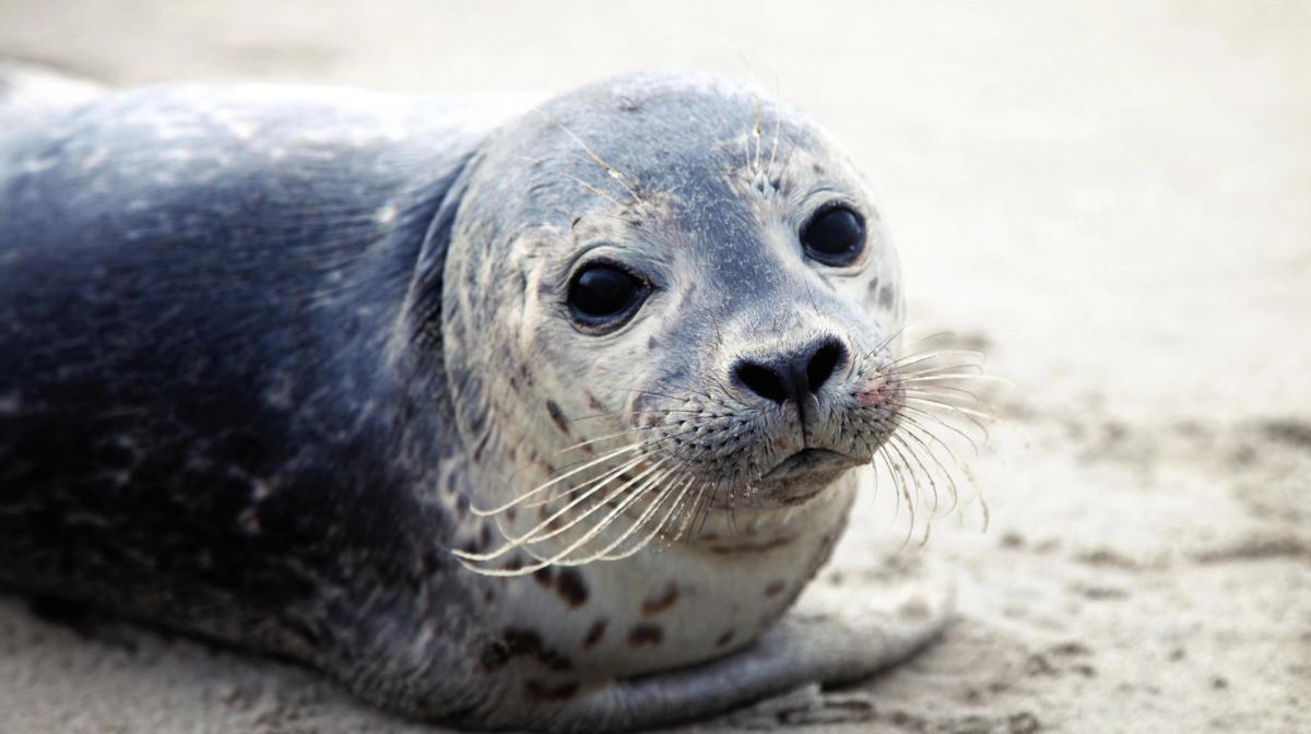 Close up of a young Seal pup on a beach looking directly into the camera.