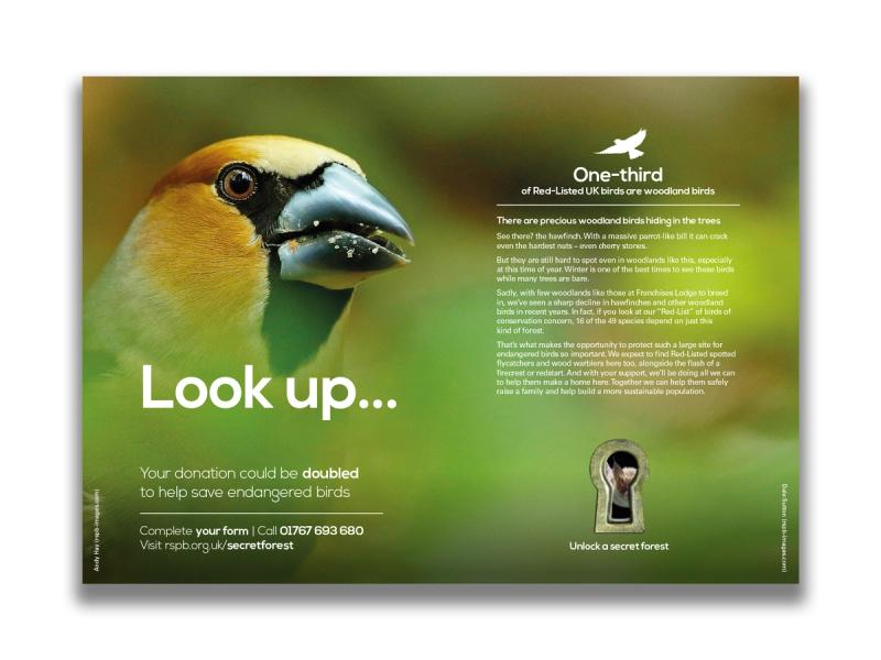 RSPB Secret Forest campaign leaflet inner spread with a close up image of a bird with the caption "Look up...".