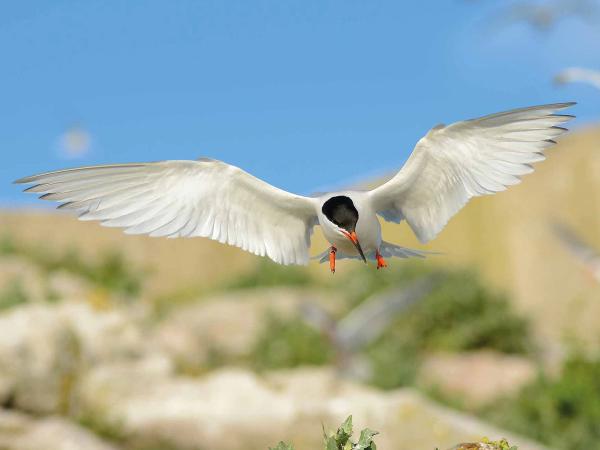 RSPB