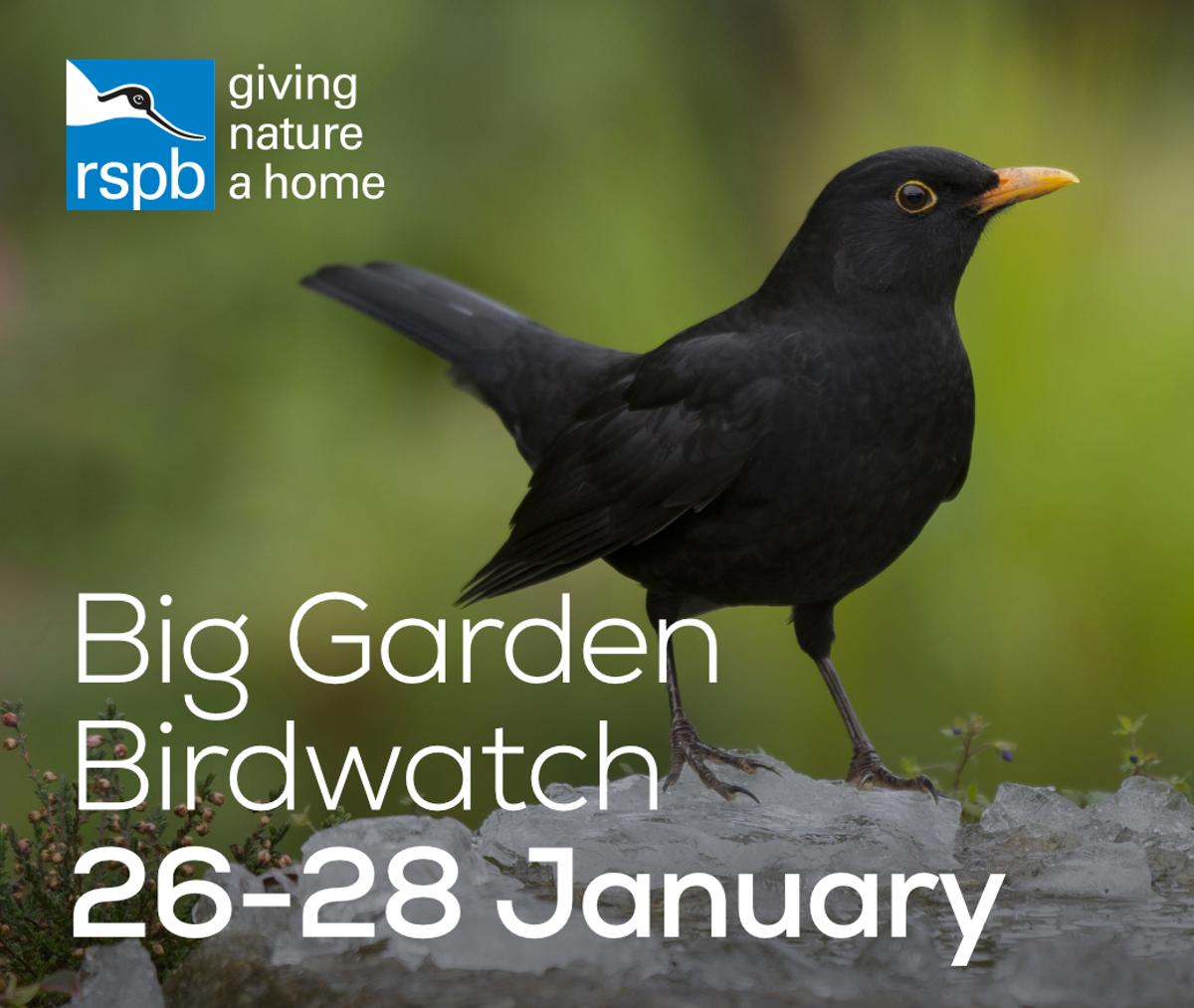RSPB Big Garden Bird Watch campaign slider showing a Blackbird with the caption "Big Garden Birdwatch 26-28 January".