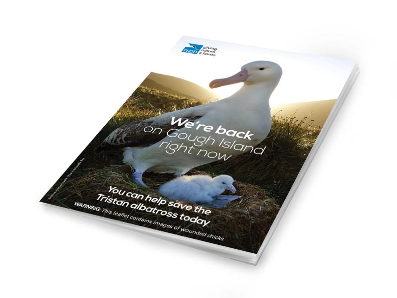 RSPB Gough Island appeal brochure cover with an Albatross overlooking and Albatross chick with the caption "We're back on Gough Island right now".