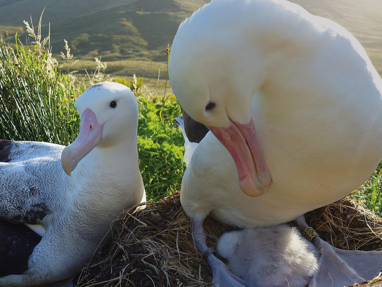 An Albatross pair nesting an Albatross chick on a nest in open land on Gough Island.