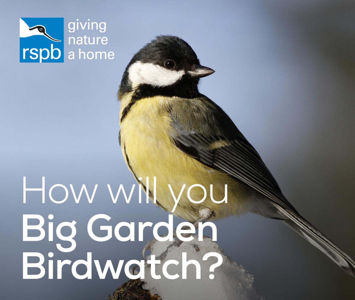 RSPB Big Garden Bird Watch campaign slider showing a bird with the caption "How will you Big Garden Birdwatch?".