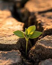 A small seedling with four broad leaves pushes up through a wide crack in dry, deeply fissured earth, representing growth returning to depleted ground.