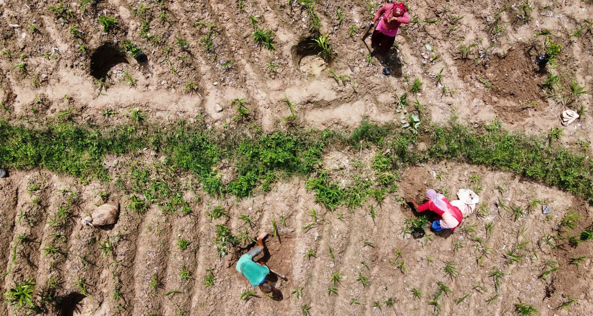 Can planting a single tree change a community? In Nepal and Kenya, it already is.