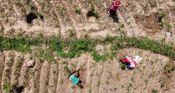 Can planting a single tree change a community? In Nepal and Kenya, it already is.