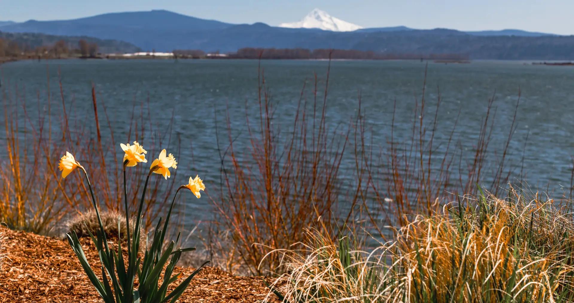 A view of Mount Hood from the Columbia River. 