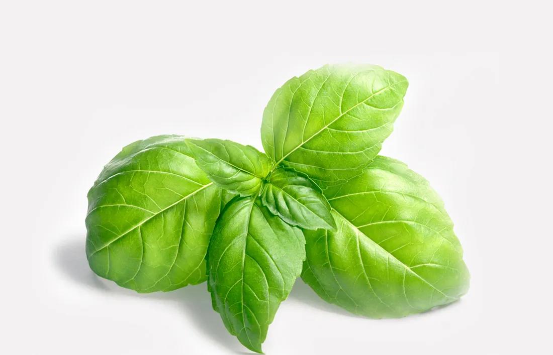Basil Leaves
