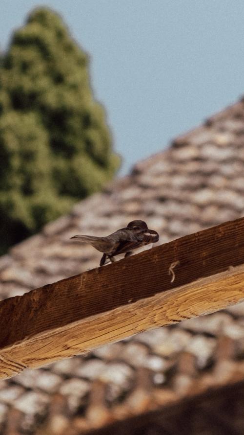 Bird perched on a wooden stick