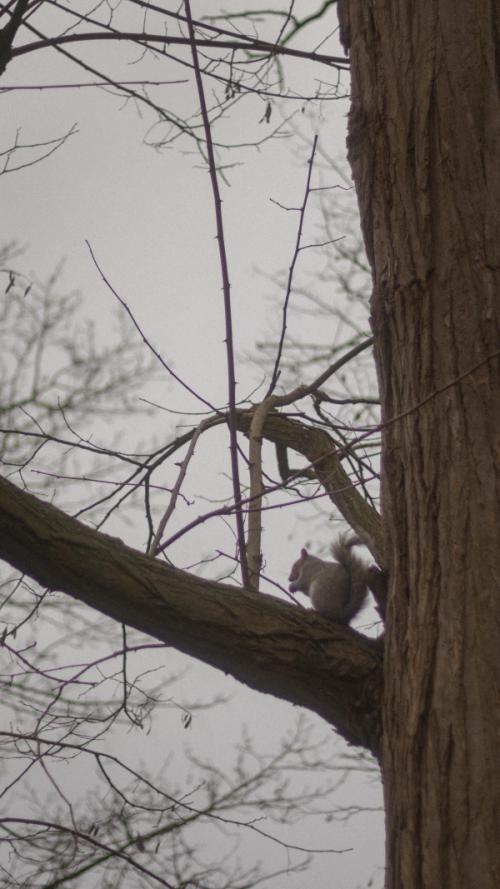 Squirrel on a tree