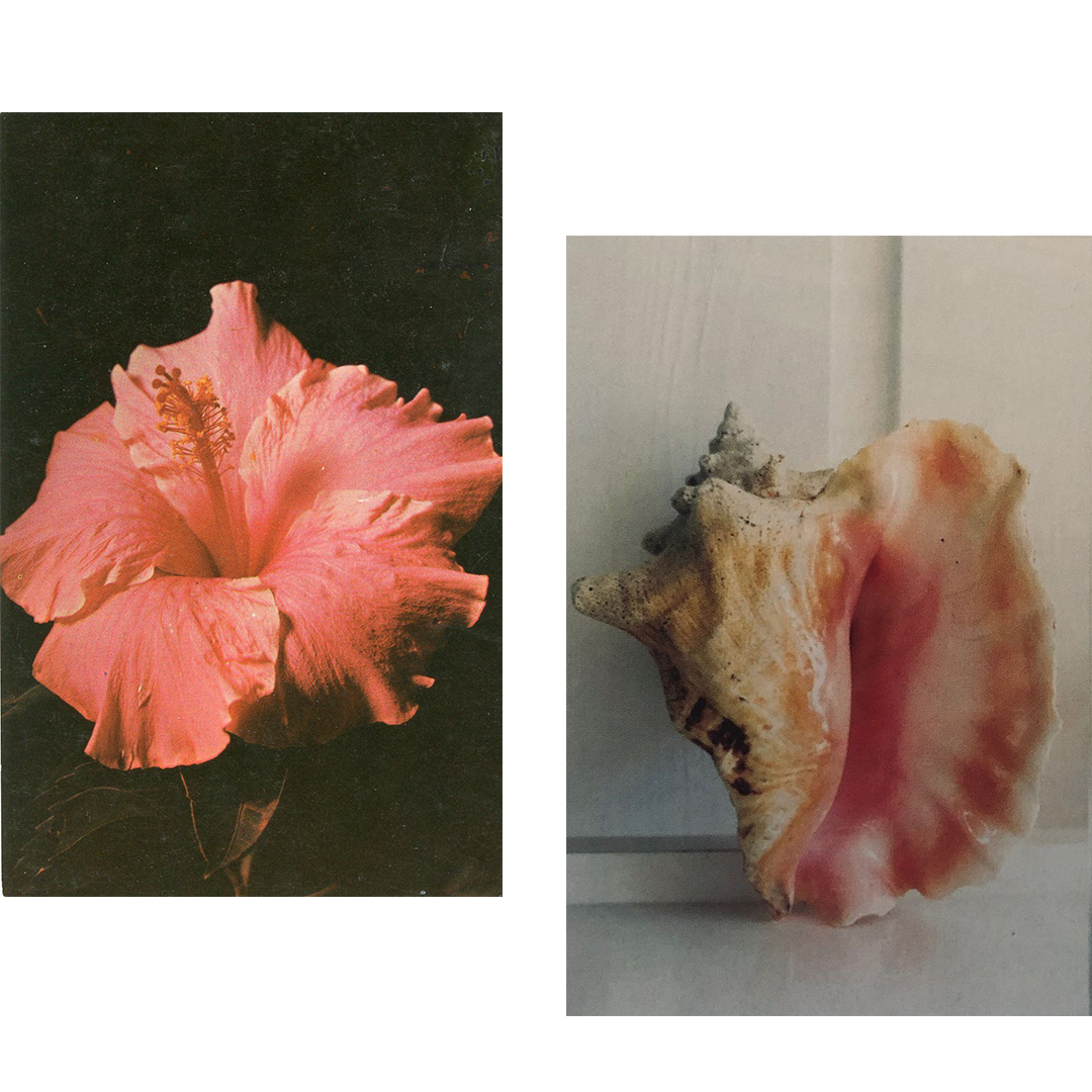 Két kép: rózsaszín hibiszkuszvirág és egy nagy kagyló.