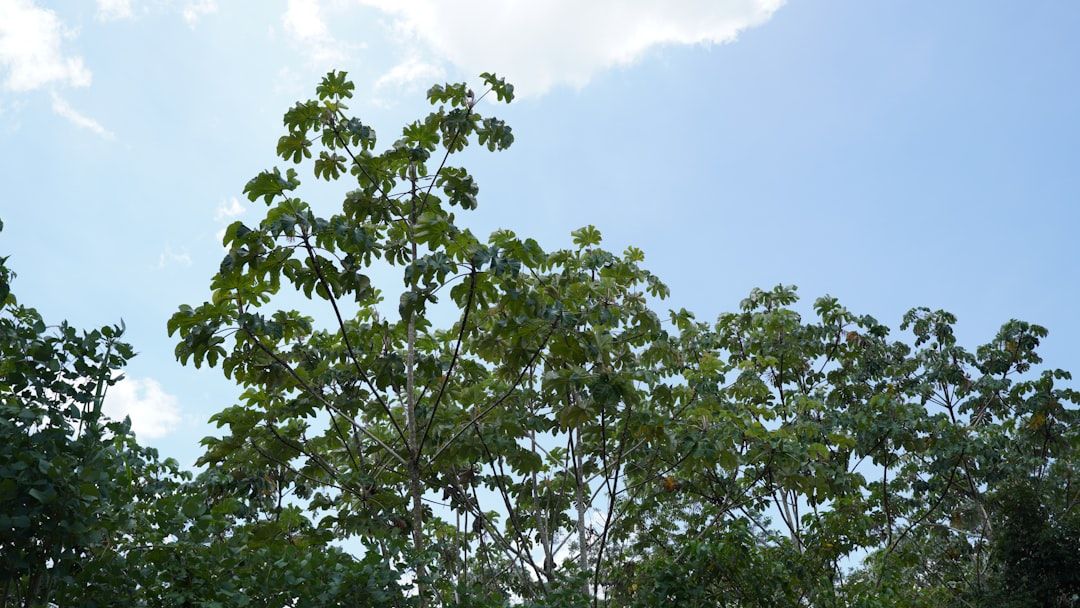 Árvores amazônicas com visualização de ondas sonoras e pulsos