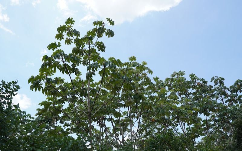Árvores amazônicas com visualização de ondas sonoras e pulsos