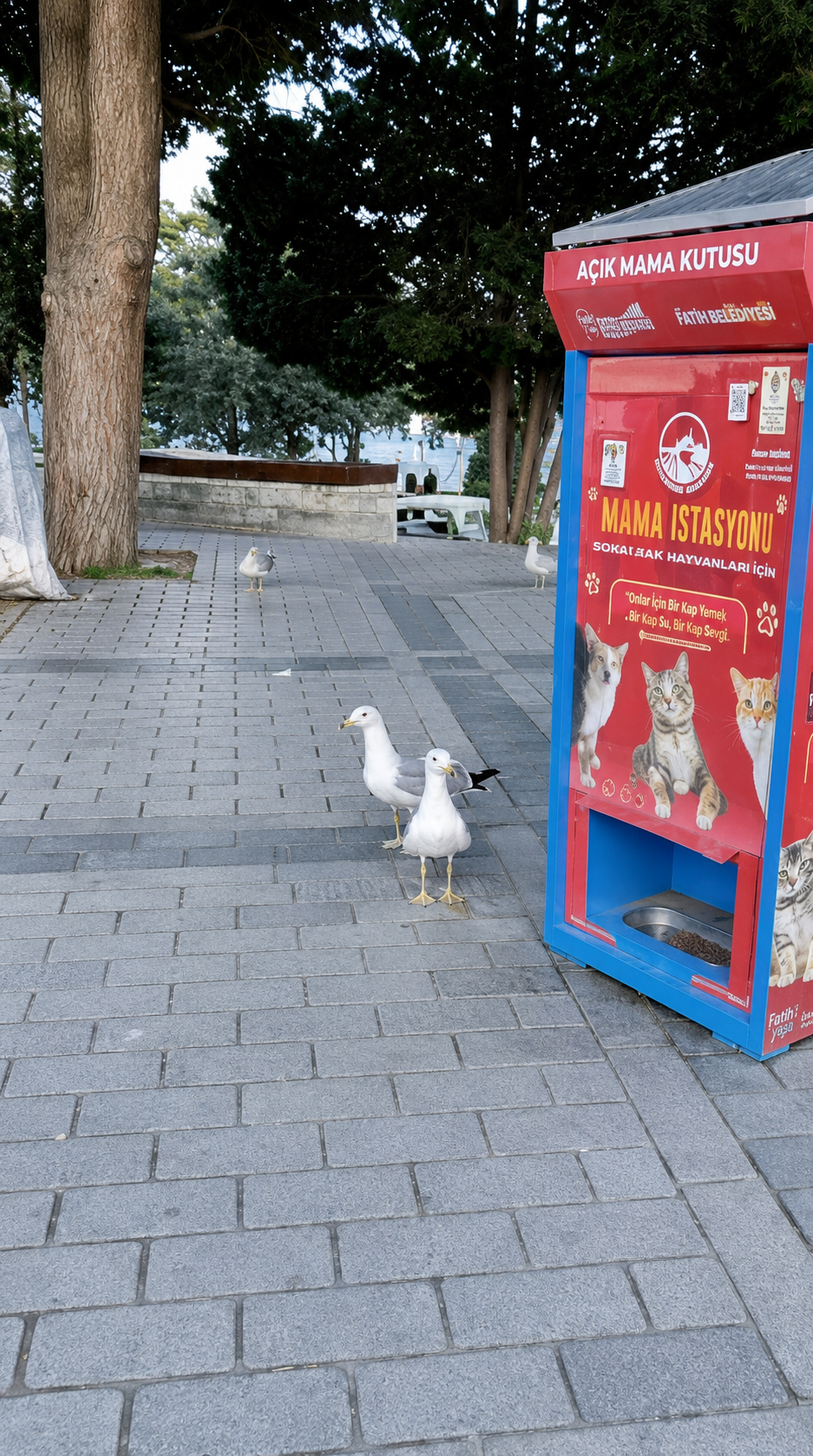 A gaivota bilíngue de Istambul e o segredo da comunicação que conecta